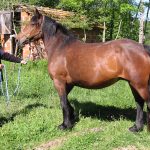 NIAOULI DE TOURNEMIRE