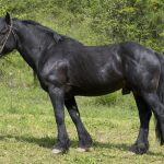 NOBI D&rsquo;AVANTES