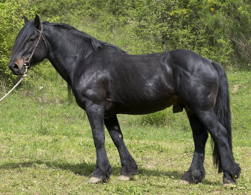 NOBI D&rsquo;AVANTES