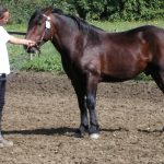 ONEYL DU LOCH ARBIG