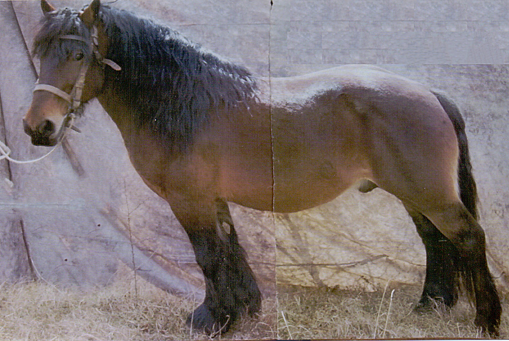 ORGIBET