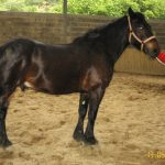 OURAGAN DE BARAT