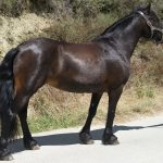 QUETSCHE D&rsquo;ANTRAS