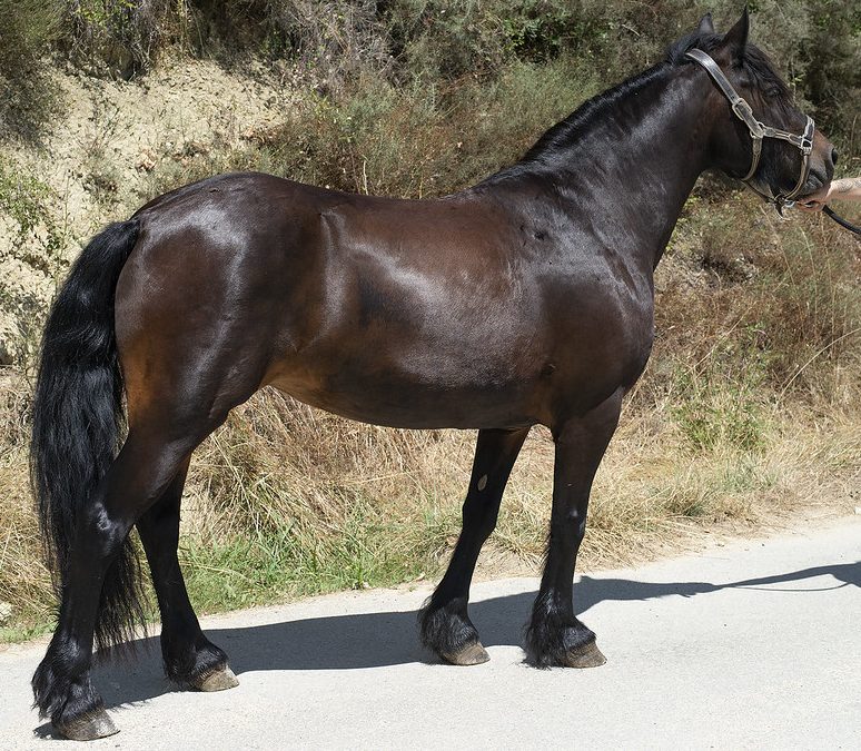 QUETSCHE D&rsquo;ANTRAS