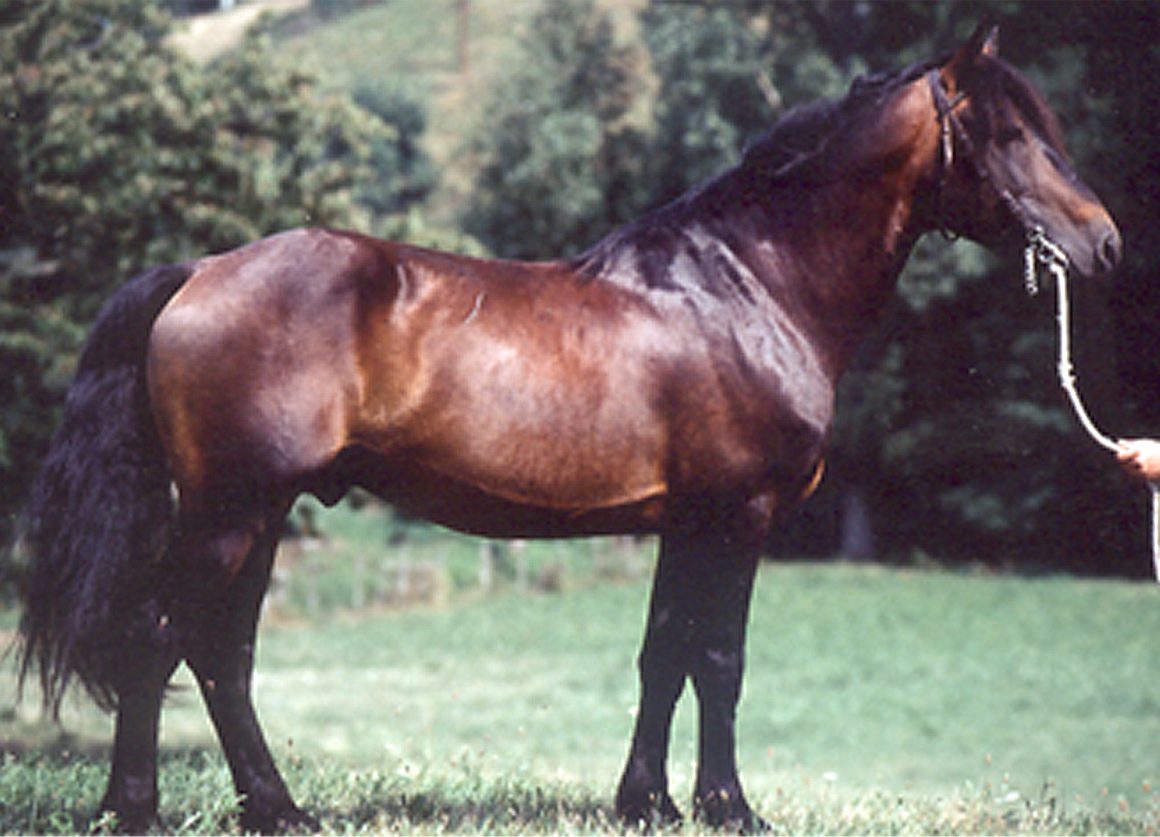 SILEX