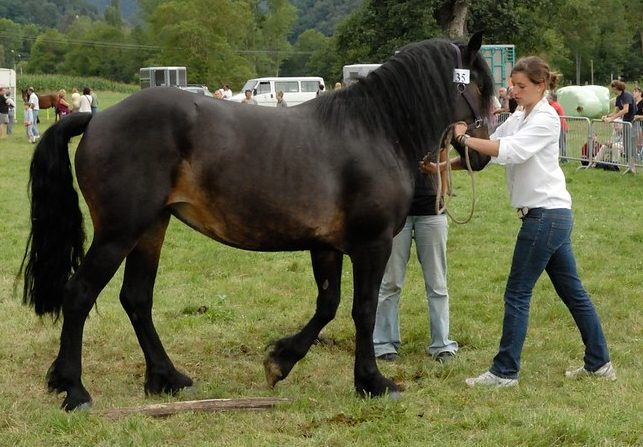 STARLETTE