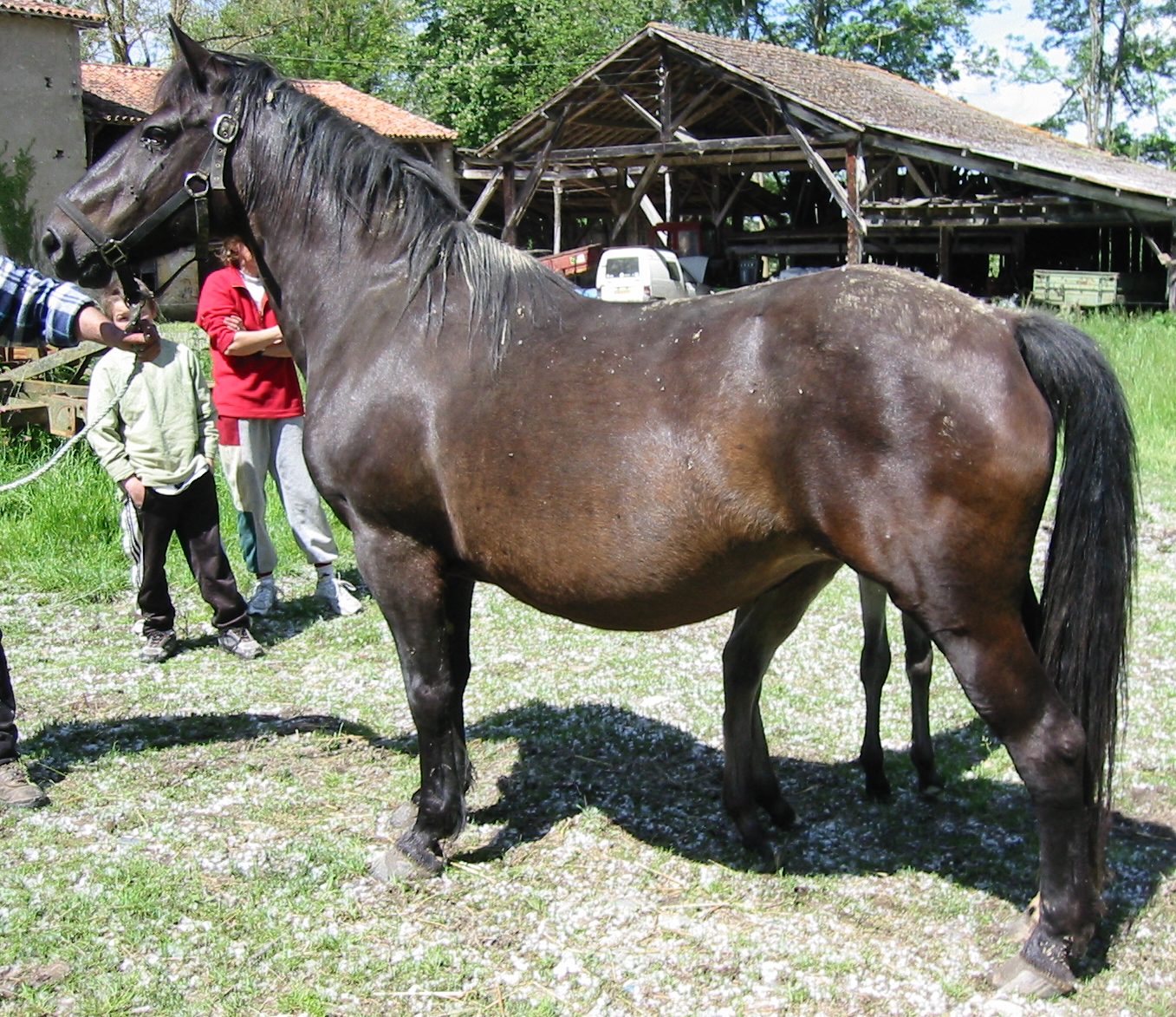 URASINE