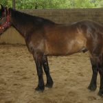 LEVANTIN DE BRAGAT