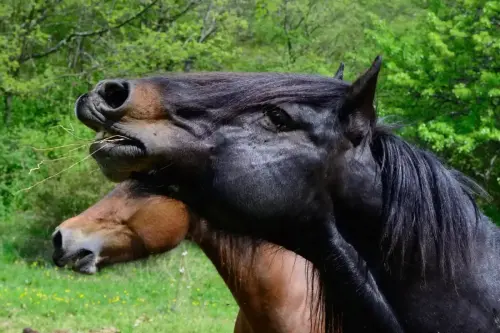 chevaux
