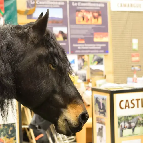 Le Cheval Castillonnais au 50° Salon Agriculture 2013