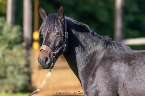 Photos concours 2024-187